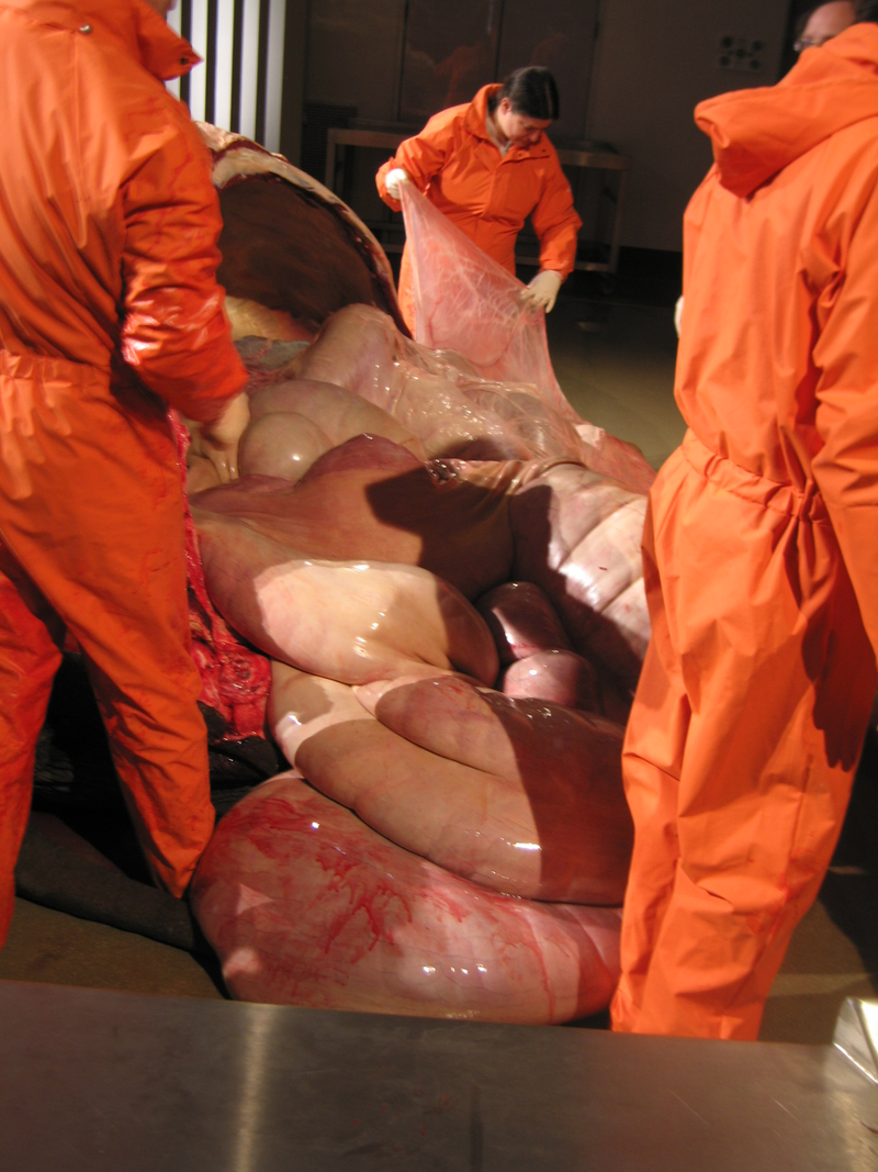 Illustration for article titled This is what the inside of an elephant looks like